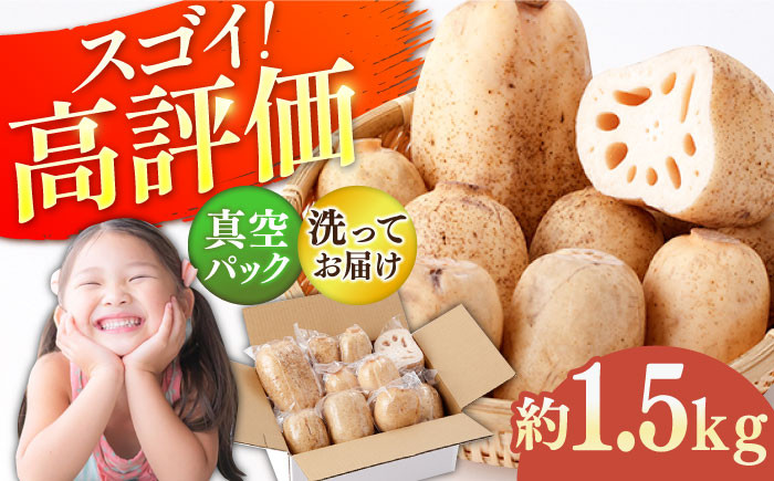 収穫から24時間以内に出荷！新鮮なれんこんをお届けします！