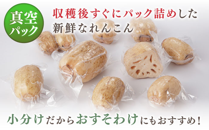 収穫から24時間以内に出荷！新鮮なれんこんをお届けします！