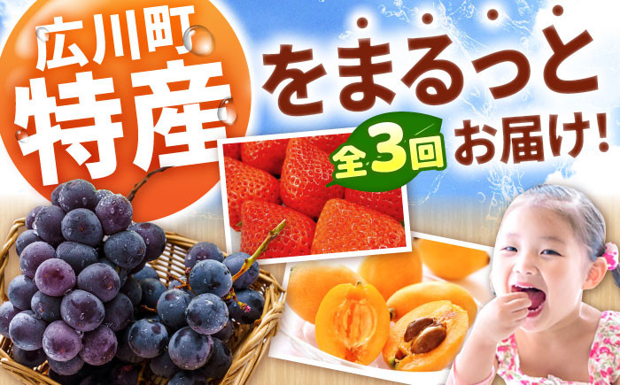果物 フルーツ定期便。いちご びわ ぶどう