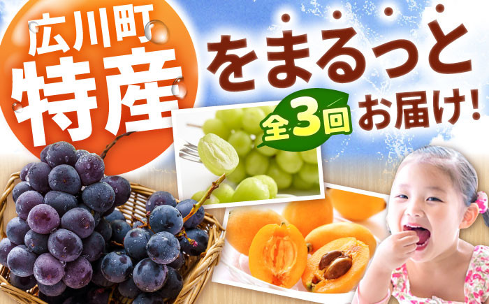 果物 フルーツ定期便 びわ ぶどう シャインマスカット