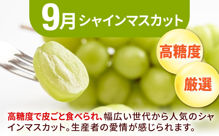 果物 フルーツ定期便 びわ ぶどう シャインマスカット