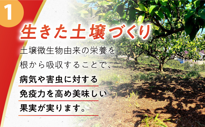 みかん ミカン 柑橘 温州みかん 果物 くだもの フルーツ 長崎みかん 長与みかん 5㎏