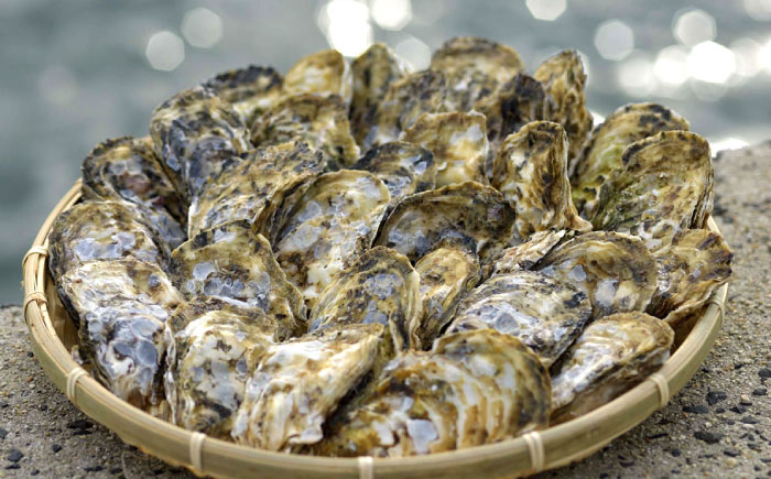 牡蠣 カキ 生ガキ 生牡蠣 福岡県産 糸島カキ 殻付き