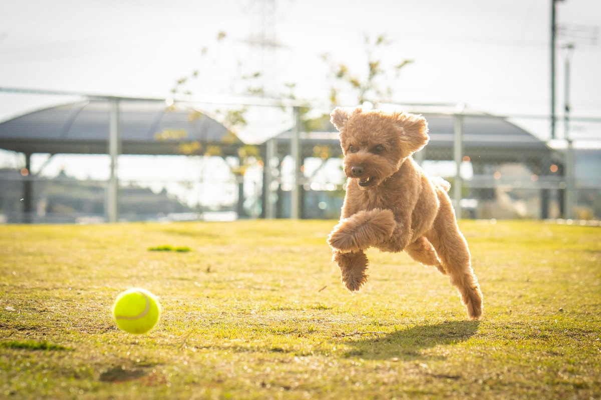 関東圏最大級クラスの約2,300㎡の天然芝ドッグラン