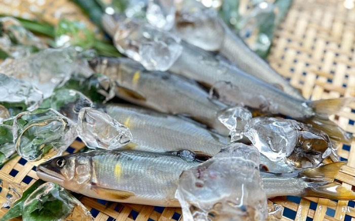 鮎 あゆ アユ 冷凍 魚 さかな 川魚 国産 岐阜 送料無料 おすすめ