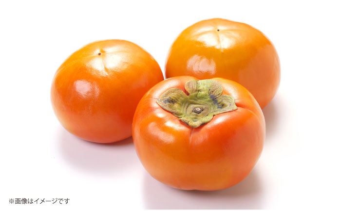 産地直送 果物 くだもの フルーツ かき 柿 富有柿 お取り寄せ 岐阜