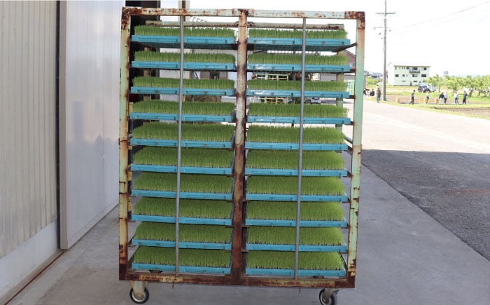 米 お米 こめ コメ ハツシモ はつしも 白米 ご飯 ごはん 国産 美濃 岐阜