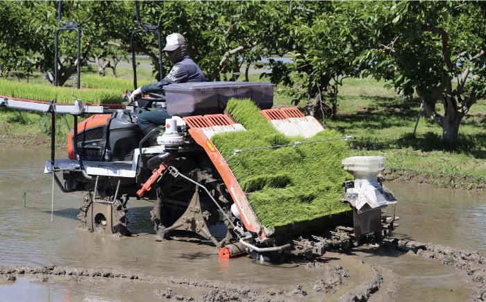 米 お米 こめ コメ ハツシモ はつしも 白米 ご飯 ごはん 国産 美濃 岐阜