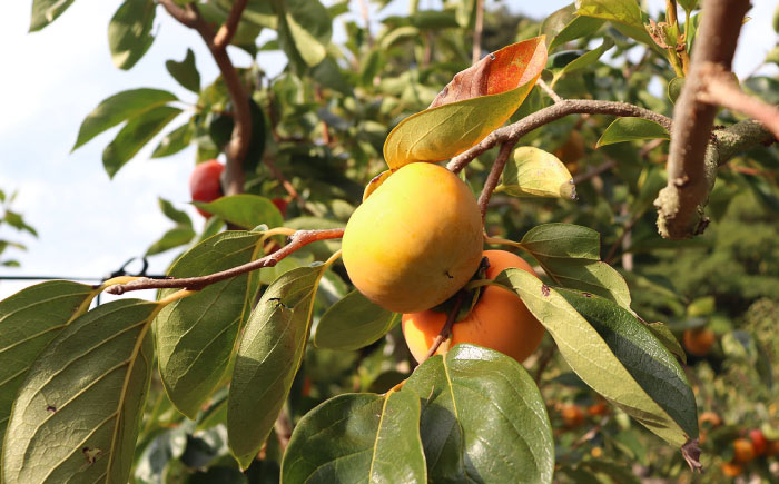 産地直送 果物 くだもの フルーツ かき 柿 富有柿 お取り寄せ 岐阜