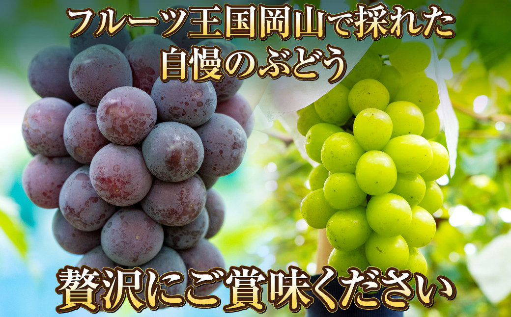岡山県産 シャインマスカット 晴王＆ニューピオーネ 約500g×各1房 計1kg