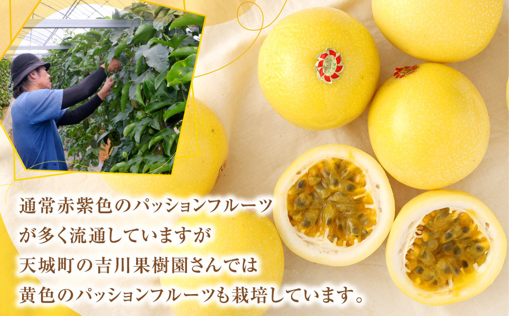徳之島 天城町産 【家庭用】 イエローパッションフルーツ 約2kg(サイズ混合)