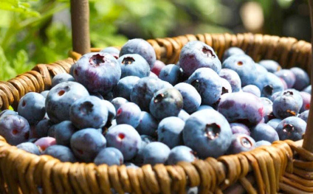 大分県久住高原産 『手摘みブルーベリー』 冷凍ブルーベリー