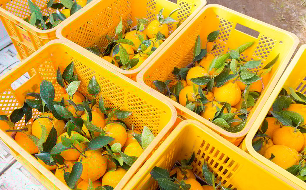 熊本産 おにつか農園 こだわり 不知火