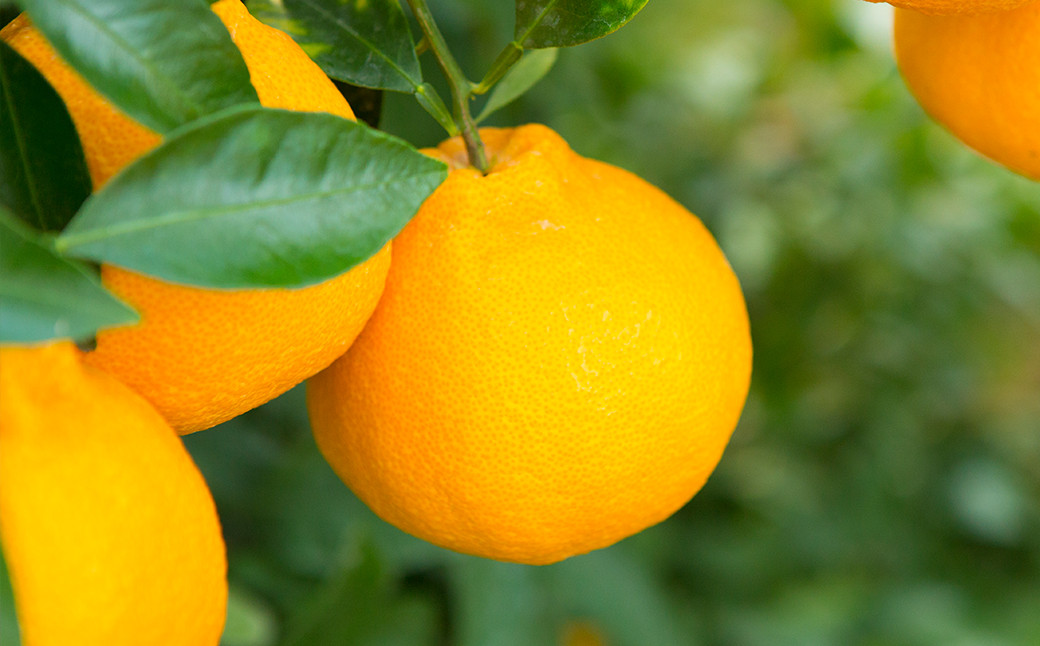 熊本産 おにつか農園 こだわり 不知火