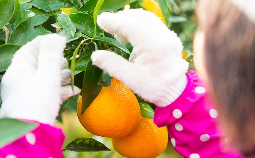 熊本産 おにつか農園 こだわり 不知火