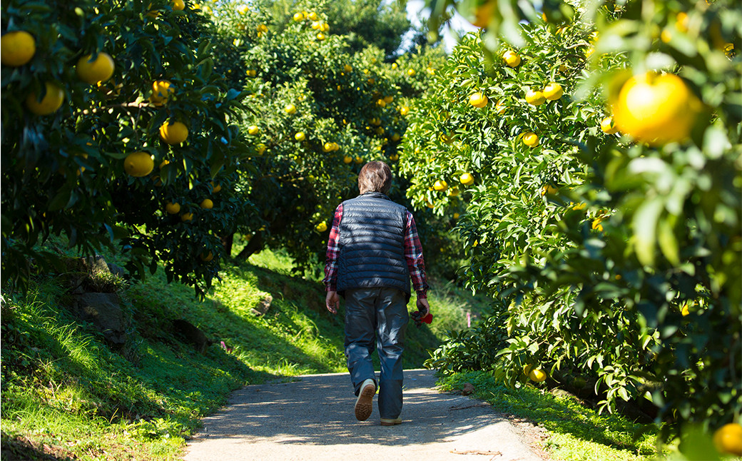 熊本産 おにつか農園 こだわり 不知火