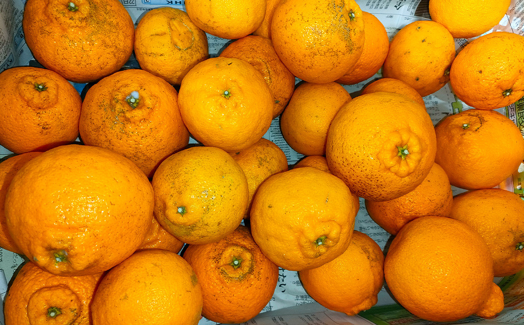 【訳あり】 ご家庭用 濃厚不知火 25～40玉 （ 約8kg ）