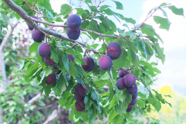 信州松本から旬の生プルーンをお届けします。