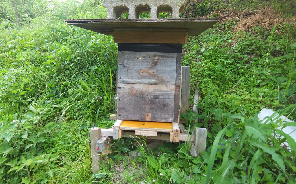 【数量限定】日本蜜蜂 百花蜜 はちみつ ( 200g×3個 ) セット