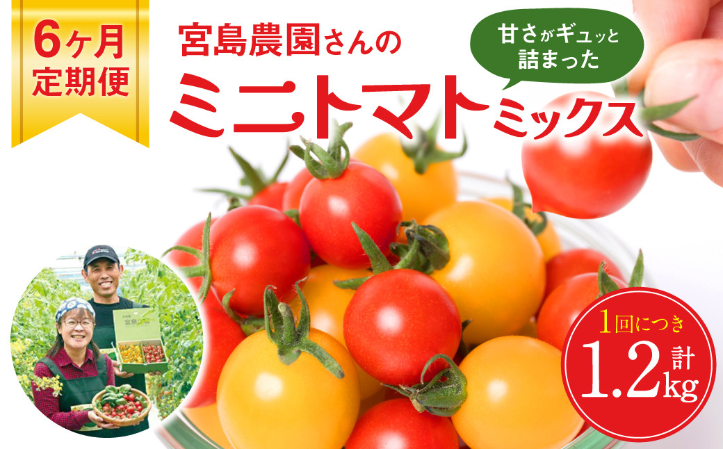 小粒で甘さがギュッと詰まったミニトマトをお届けします!