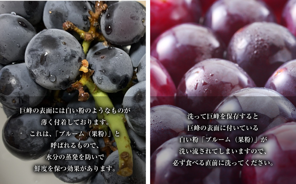 先行予約 巨峰 5パック 約1.5kg ご家庭用 ぶどう ブドウ フルーツ 果物 くだもの