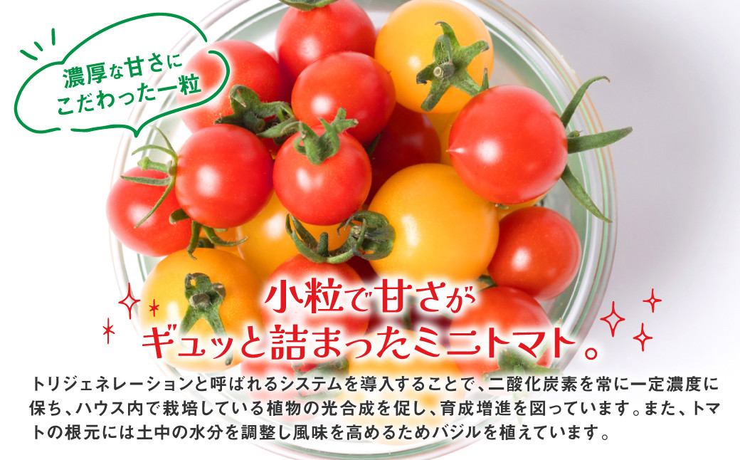 小粒で甘さがギュッと詰まったミニトマト。