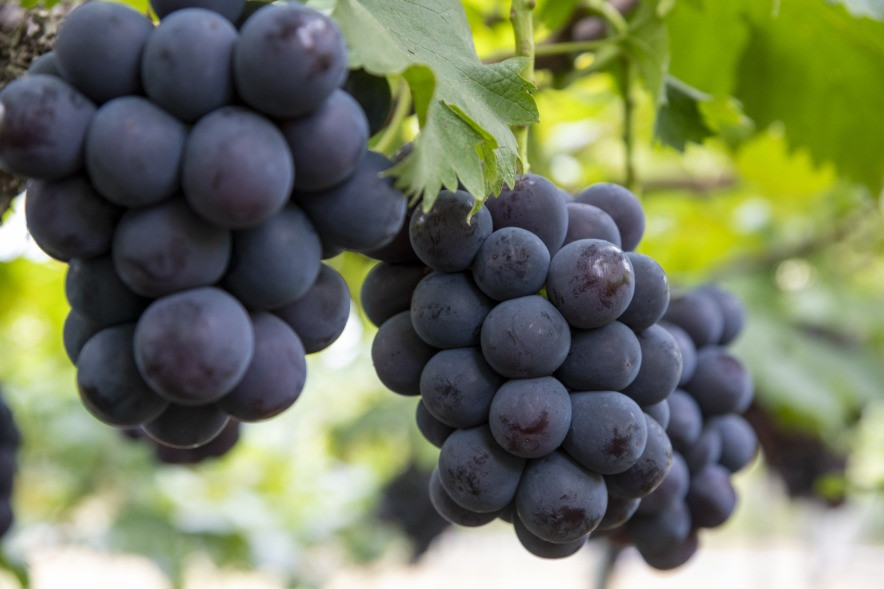 甘さと酸味がいいバランスです