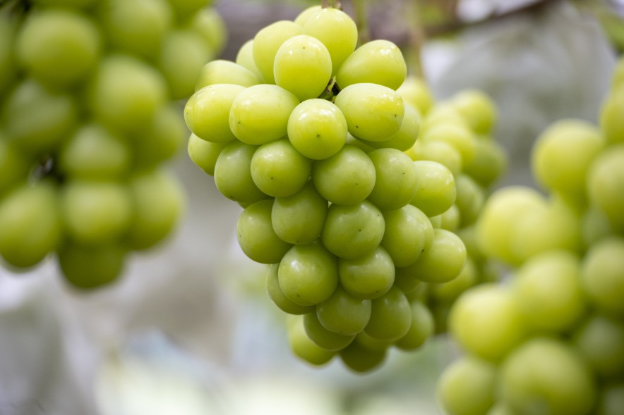 ぶどうは追熟しないので、なるべく早くご賞味ください。冷蔵庫に入れる場合は、新聞紙・ラップ・ビニール袋に入れて保存してください。