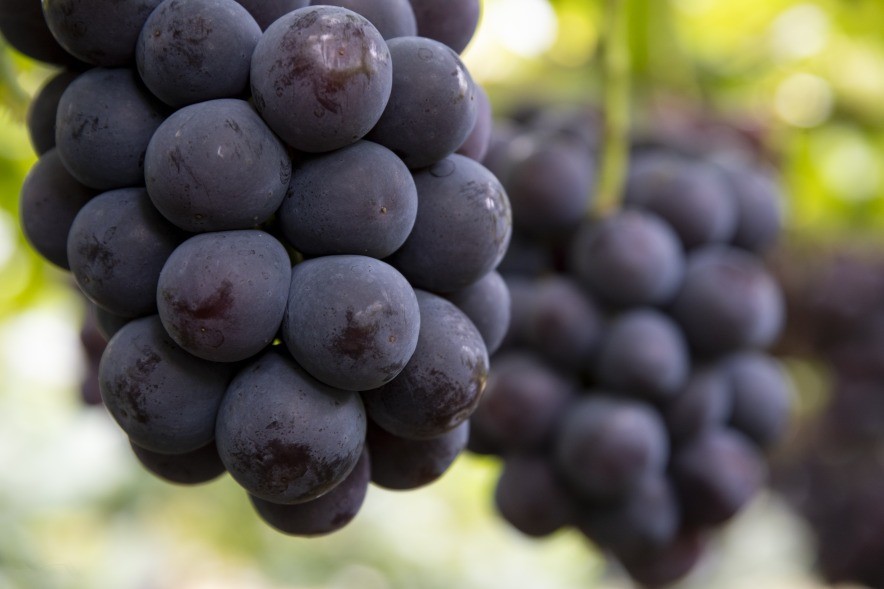 甘さと酸味のバランスがちょうどいい、ジューシーでみずみずしいピオーネ。種がなく食べやすさも嬉しい！