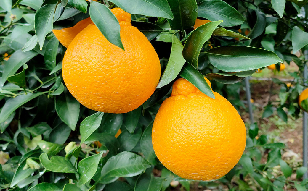 潮風をたっぷり受けた濃厚不知火 6～8玉 （ 約2kg ）