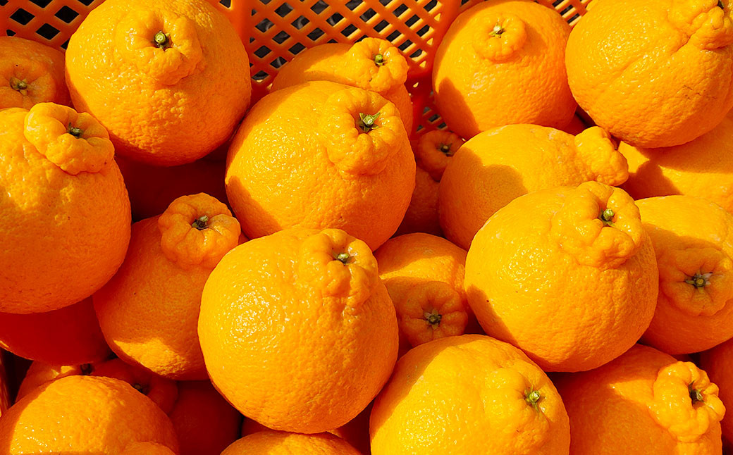 潮風をたっぷり受けた濃厚不知火 12-20玉（約4.5kg） 