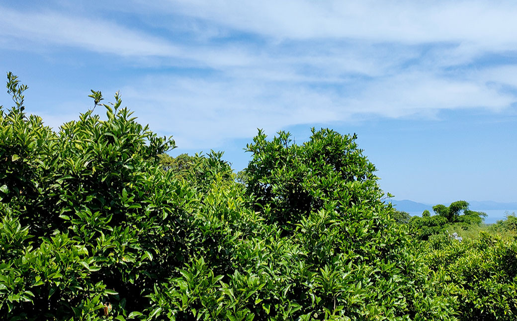 【訳あり】 ご家庭用 濃厚不知火 25～40玉 （ 約8kg ）