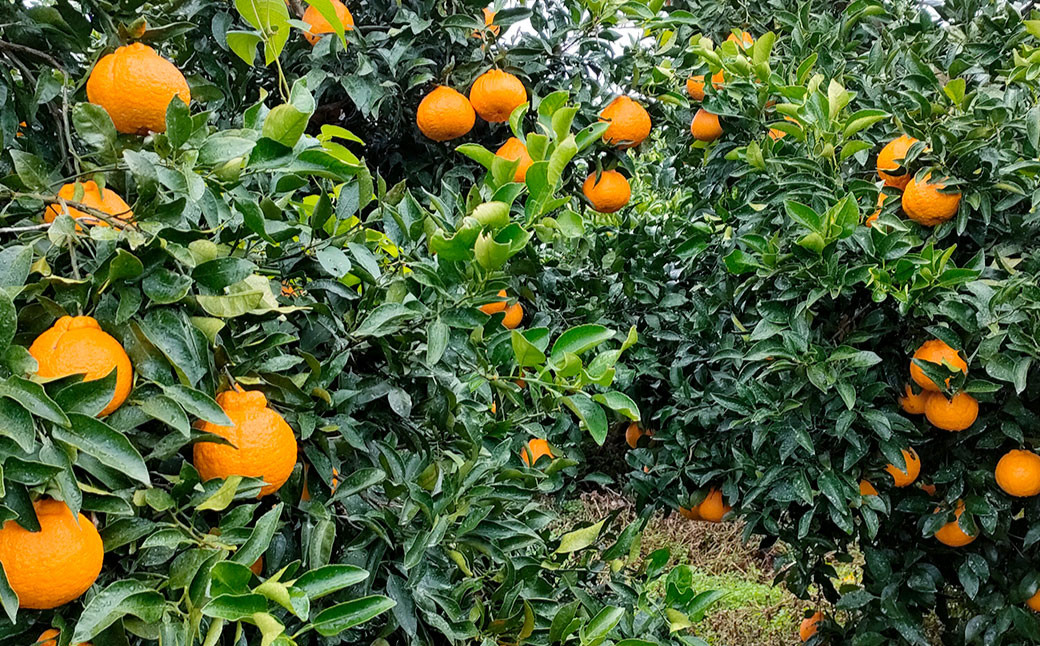 潮風をたっぷり受けた濃厚不知火 12-20玉（約4.5kg） 