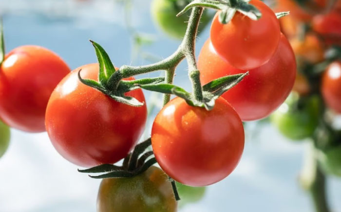 《宮トマト》一番ポピュラーなトマトで、お子様のおやつにもピッタリ。
有機肥料を中心に、必要最低限の農薬で育てました。