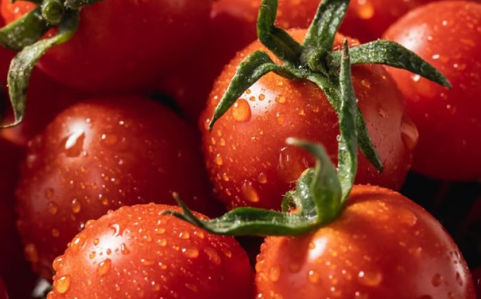 《宮トマト》一番ポピュラーなトマトで、お子様のおやつにもピッタリ。
有機肥料を中心に、必要最低限の農薬で育てました。