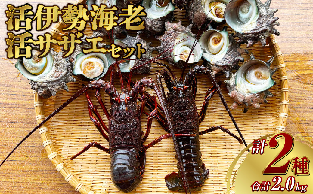 活伊勢海老(イセエビ)0.5kg・活サザエ1.5kg 伊勢海老 エビ サザエ セット
