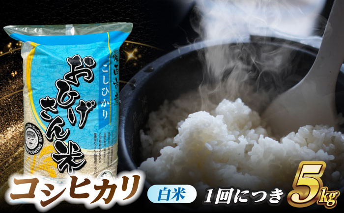 米 お米 5kg 5キロ 定期便 白米 精米 新米 愛知県 国産 コシヒカリ