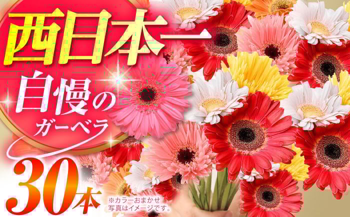 ガーベラ 花 はな 生花 プレゼント