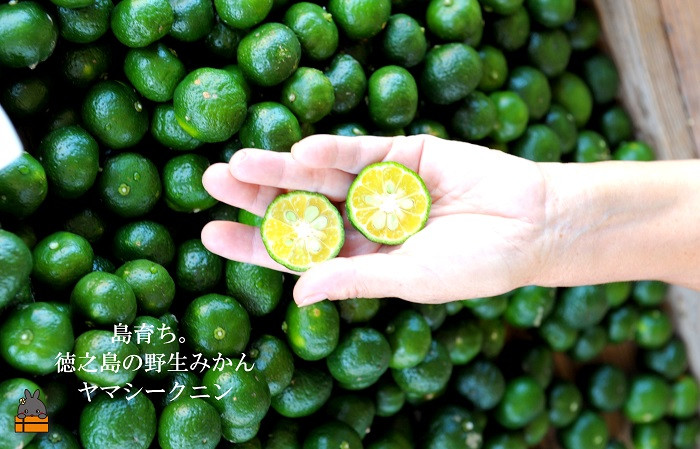 徳之島の野生みかんヤマシークニン ※画像はイメージです。