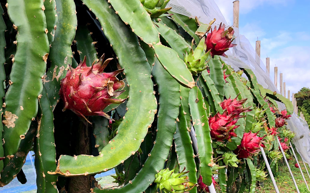 徳之島 天城町産 ドラゴンフルーツ 白玉 約2kg