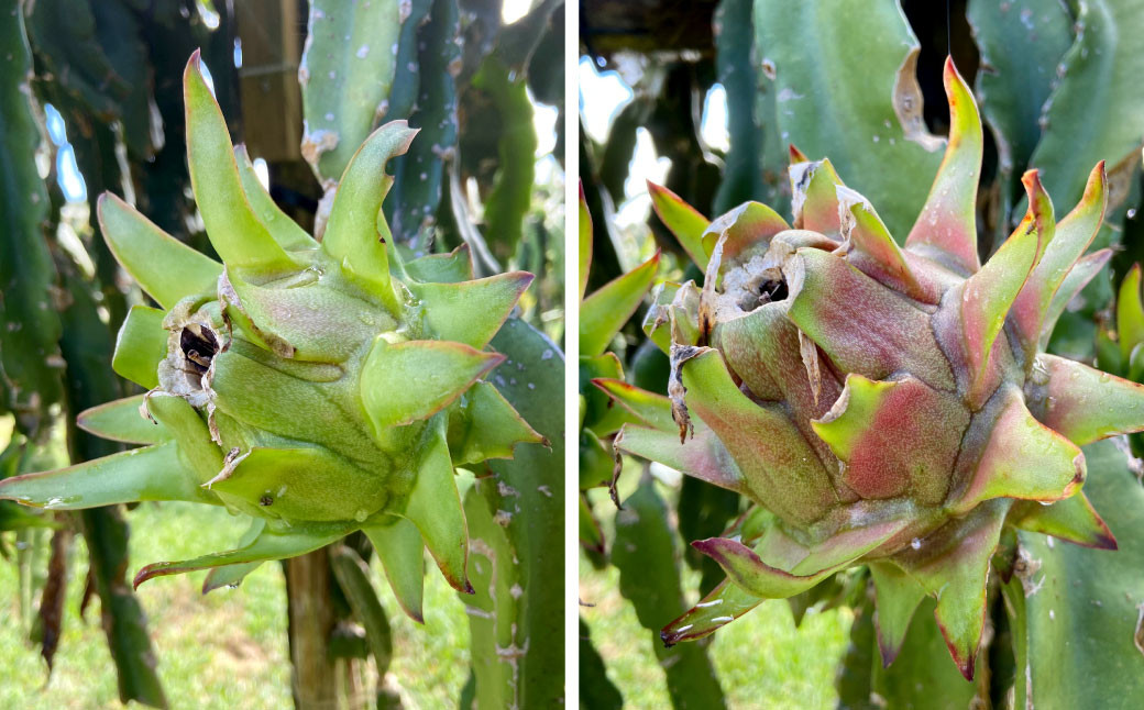 徳之島 天城町産 ドラゴンフルーツ 白玉 約2kg