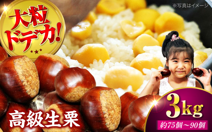 【先行予約】【9月下旬から配送開始】ドデカ 生栗 3kg（約75個〜90個）