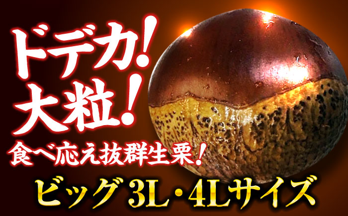 【先行予約】【9月下旬から配送開始】ドデカ 生栗 3kg（約75個〜90個）
