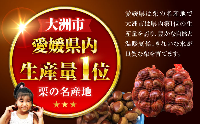 【先行予約】【9月下旬から配送開始】ドデカ 生栗 3kg（約75個〜90個）