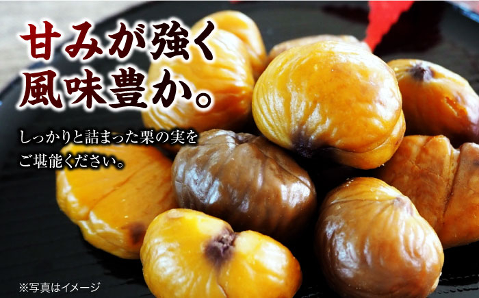 【先行予約】【9月下旬から配送開始】ドデカ 生栗 3kg（約75個〜90個）