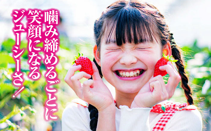 フルーツ 果物 くだもの 紅ほっぺ 苺 いちご イチゴ 大容量 ギフト 贈答 贈答用   愛媛県産いちご 大洲市産いちご