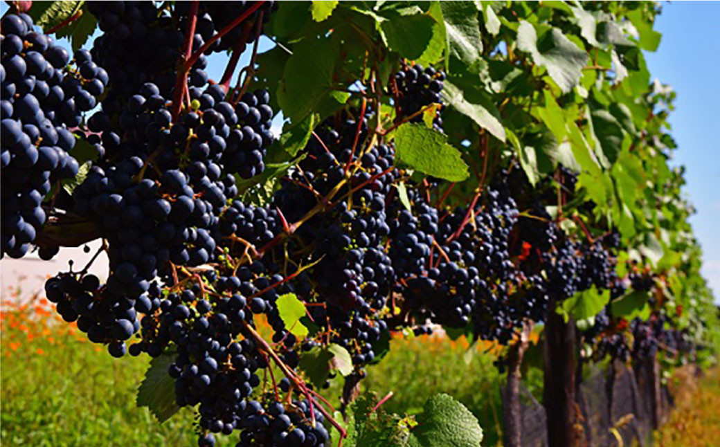 鶴沼収穫ワイン【ピノ・グリOrange】2本セット アルコール11.5％-12.5％