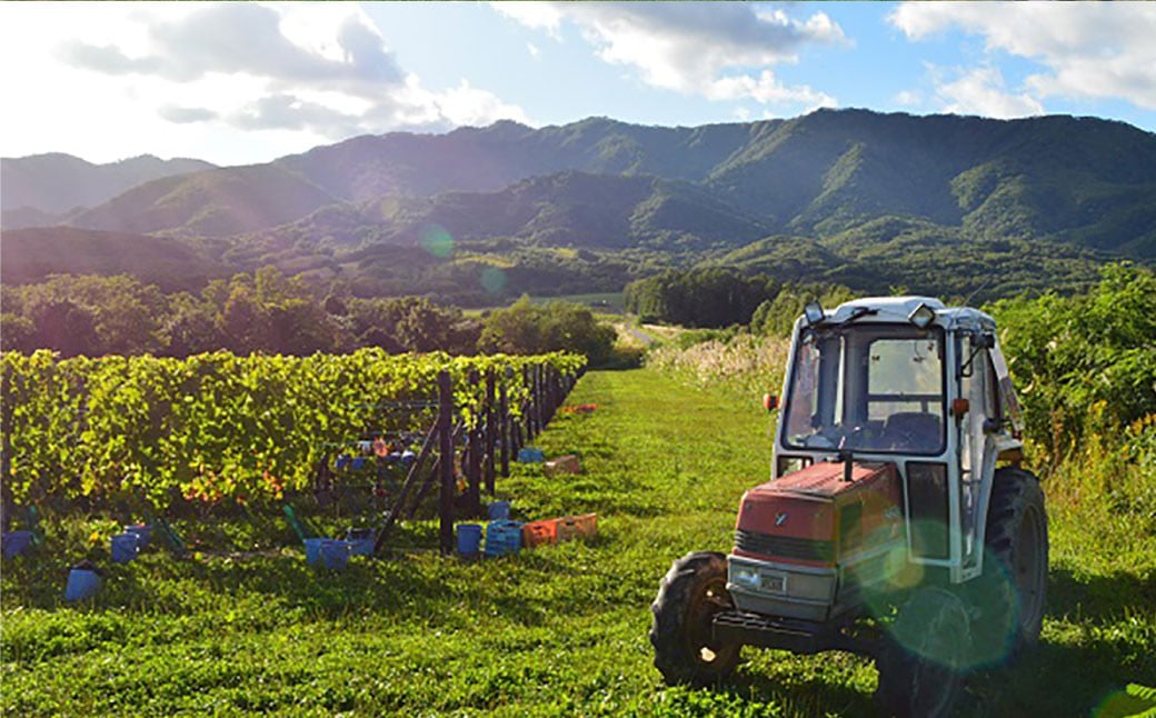 鶴沼収穫ワイン【ピノ・ブラン】白ワイン2本セット アルコール11.5％-12.5％