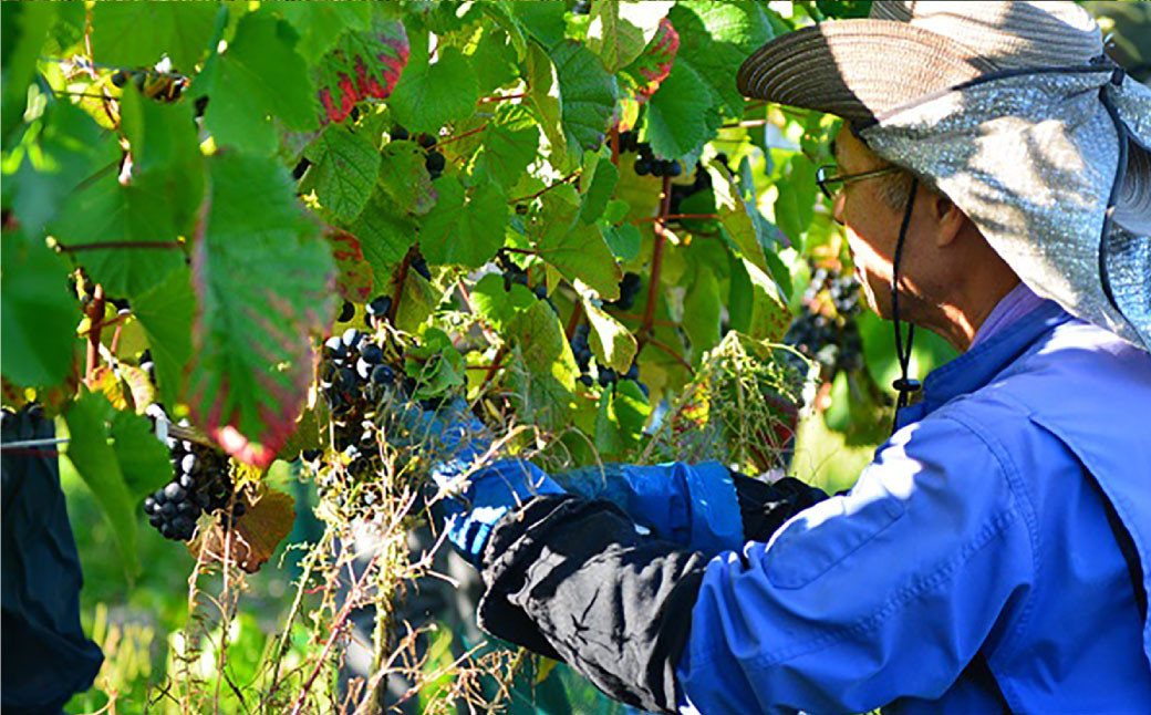 鶴沼収穫ワイン【レンベルガー】赤ワイン2本セット アルコール11.5％-12.5％