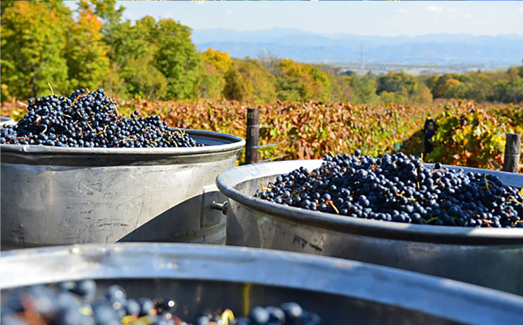 鶴沼収穫ワイン【レンベルガー】赤ワイン2本セット アルコール11.5％-12.5％